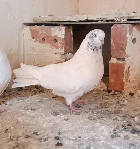 کبوتر قره دومدیح|پرنده|آذرشهر, |دیوار