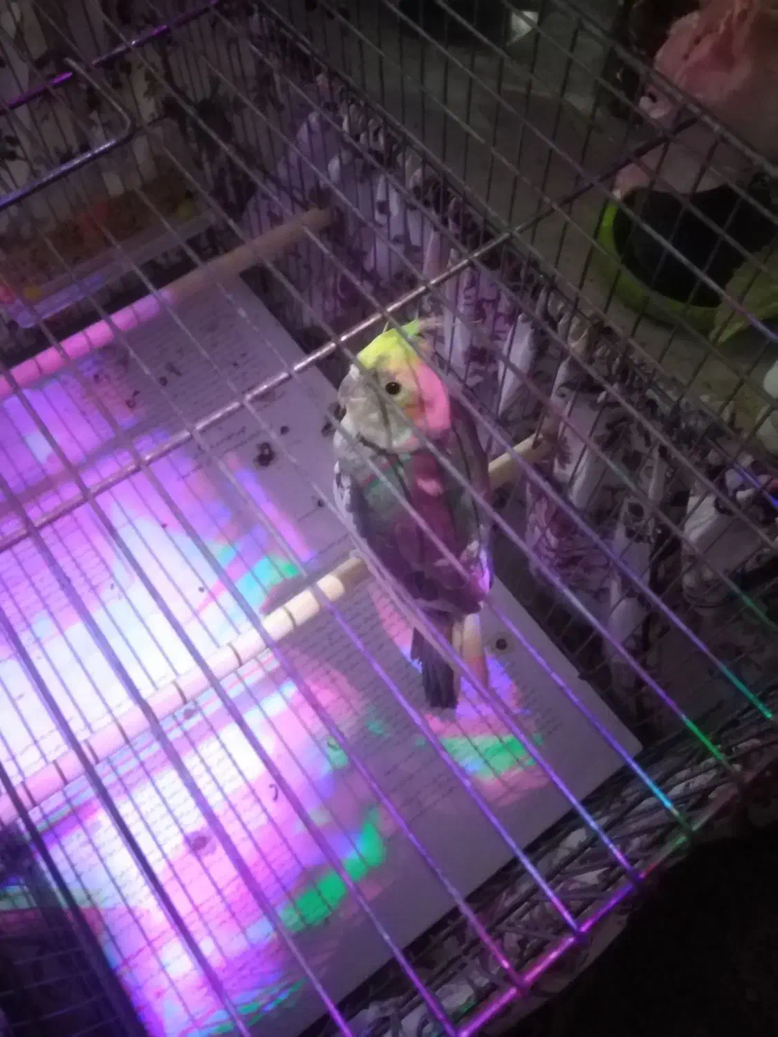 عروس هلندی|پرنده|قم, نخودی|دیوار