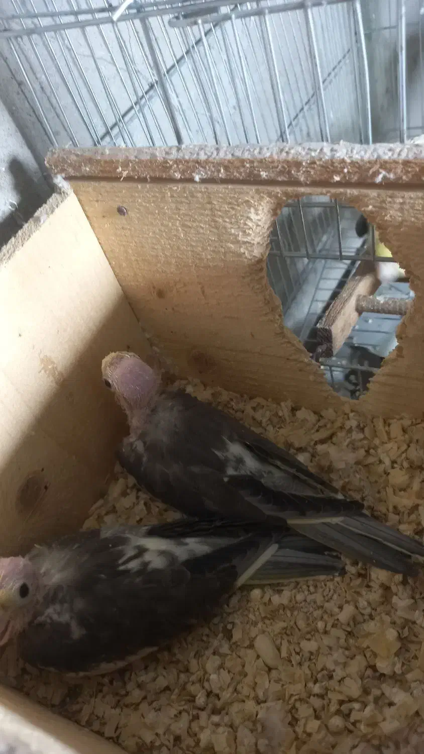 جفت راهب لوتینو جوان حلقه پا چهل وپنج میلیون|پرنده|لاهیجان, گلستان|دیوار