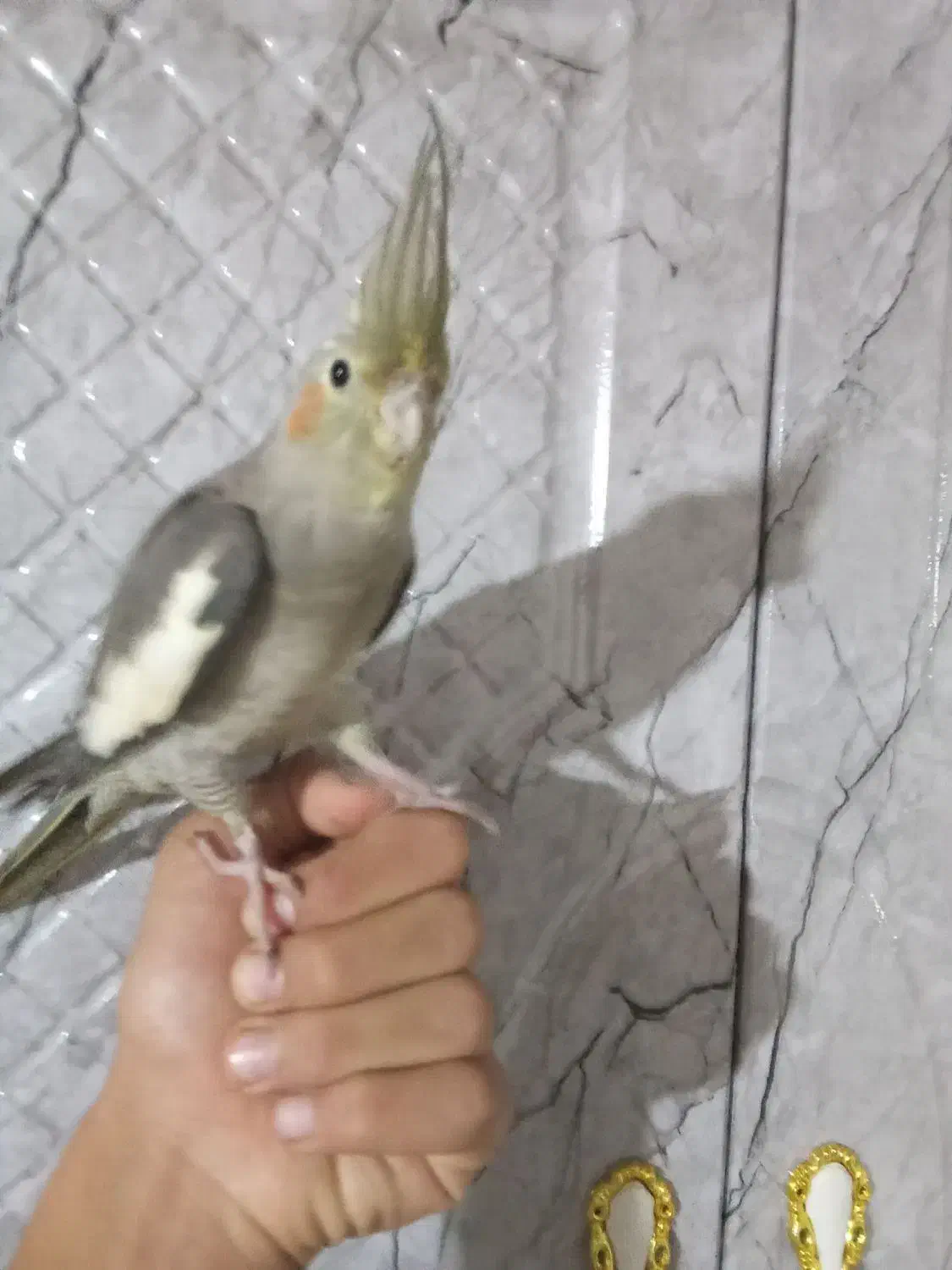 عروس هلندی|پرنده|شاهرود, |دیوار