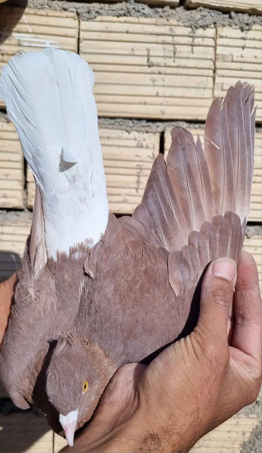 سرخ دم سفید کاکل|پرنده|فردوس (خراسان), |دیوار