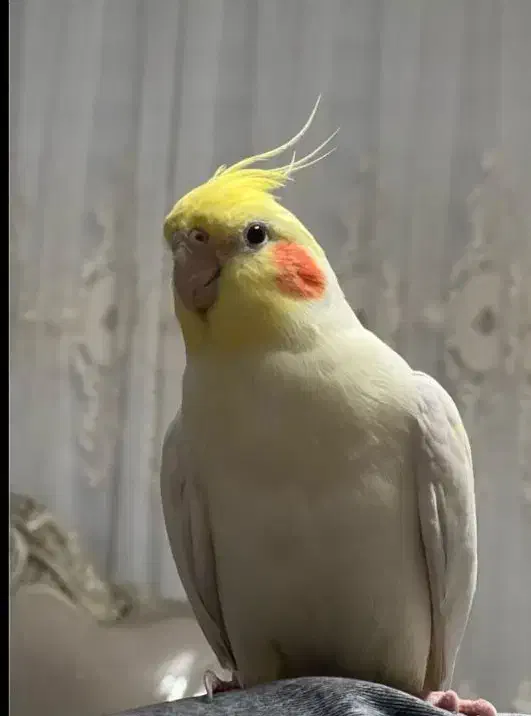 عروس|پرنده|همدان, |دیوار