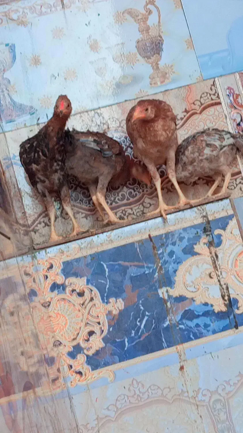 مرغ محلی|حیوانات مزرعه|ایرانشهر, |دیوار