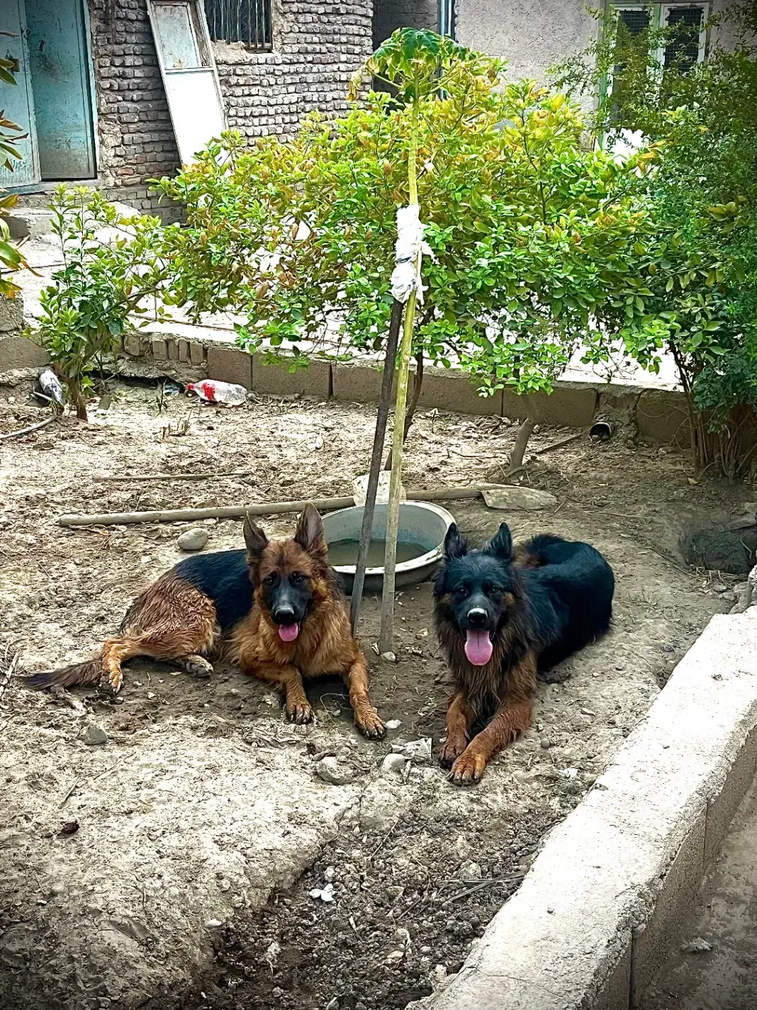 ماده ژرمن کلاس a جفت خورده|سگ|جیرفت, |دیوار