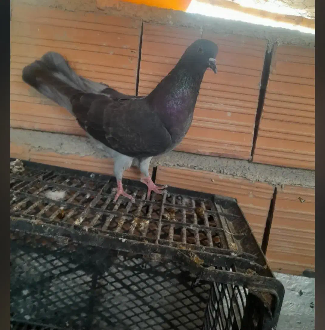 کبوتر پرشی معاوضه|پرنده|آق قلا, |دیوار