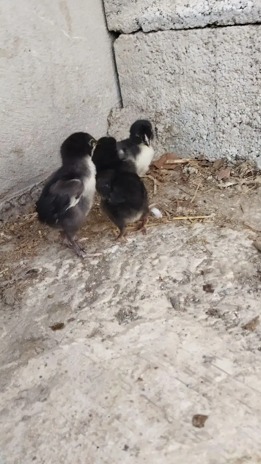 جوجه لاری افغان اصیل|حیوانات مزرعه|دابودشت, |دیوار