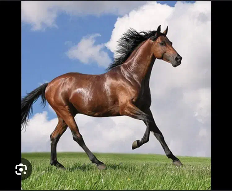 اسب معاوضه عکس دوم|اسب و تجهیزات اسبسواری|ایرانشهر, |دیوار