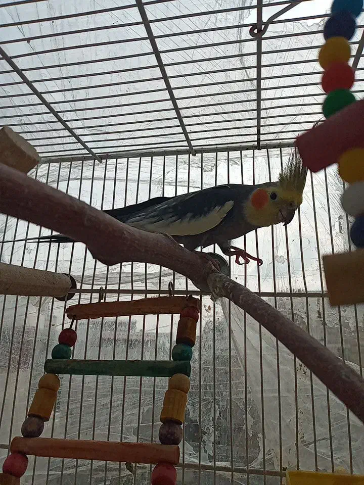 عروس هلندی نرو ماده مولد با ۲ جوجه|پرنده|ساری, |دیوار