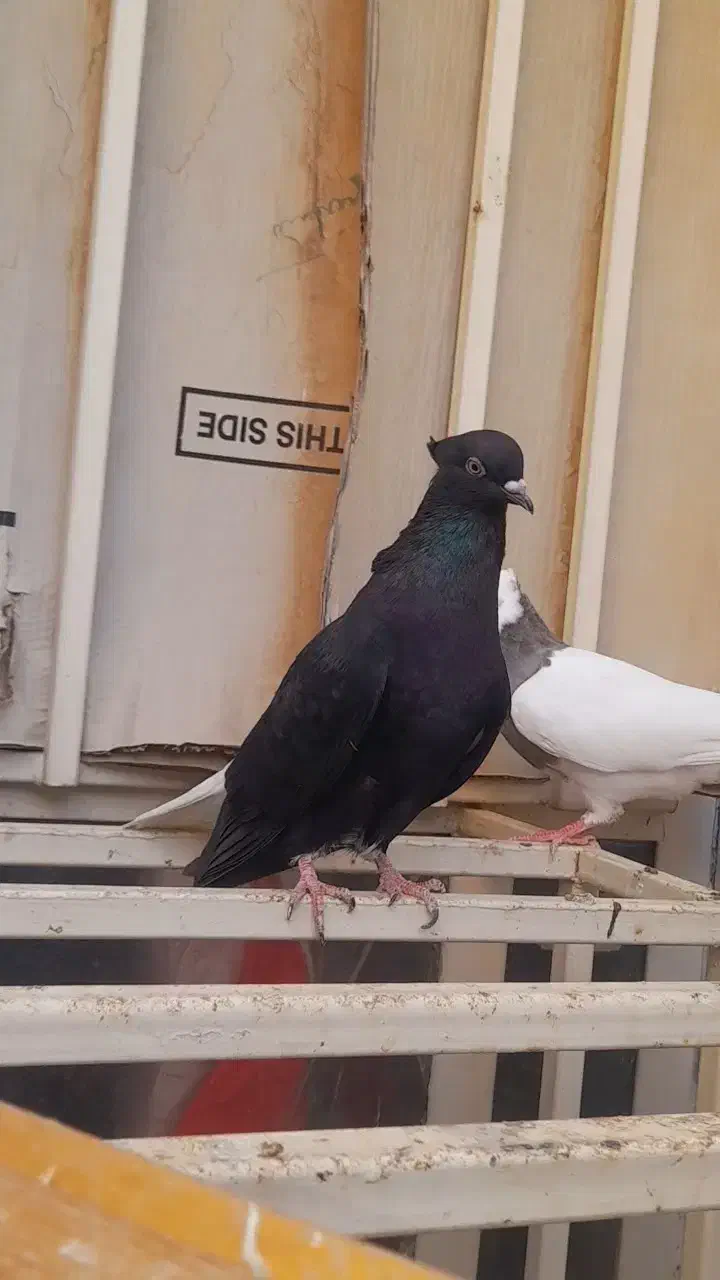 سیاه دمسفید ماده رامهرمز|پرنده|اهواز, بعثت|دیوار