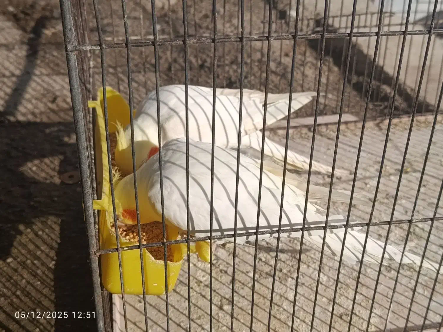 چند جفت.مرغ عشق وعروس هلندی تک و جفت ب شرط تخم|پرنده|علیآباد کتول, |دیوار