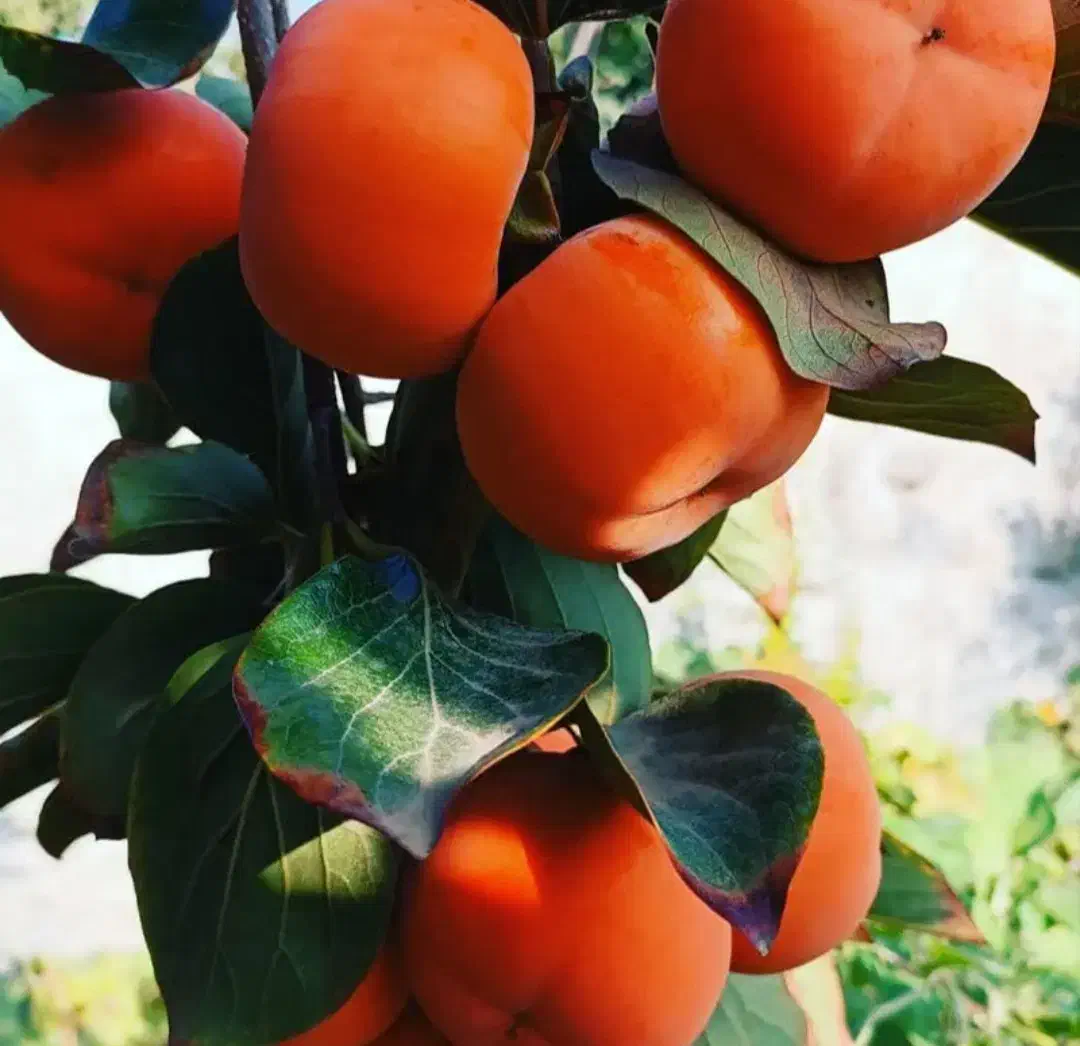 نهالستان ارقام پر بار و مقاوم به سرما پالیز|خدمات باغبانی و درختکاری|بناب, |دیوار