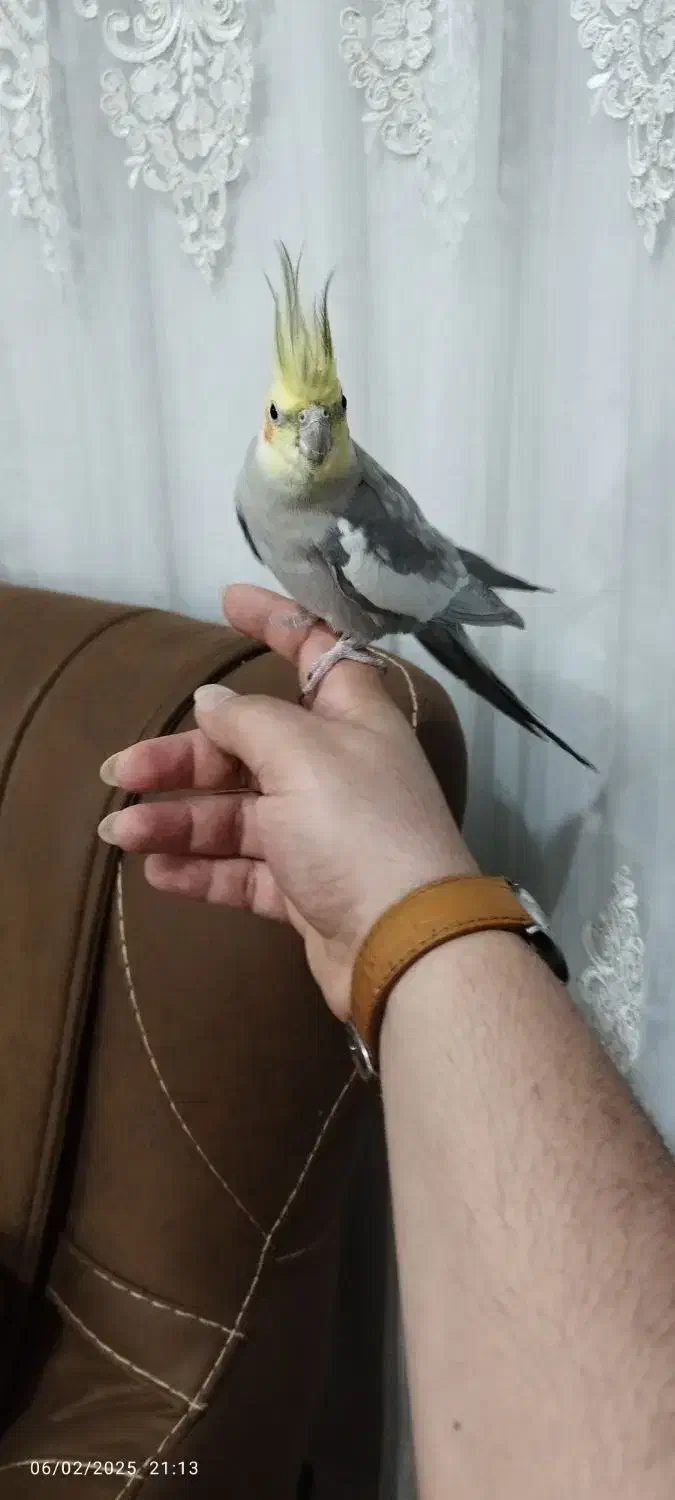 فروش فوری عروس هلندی نر بالغ بالغ|پرنده|کارون, |دیوار