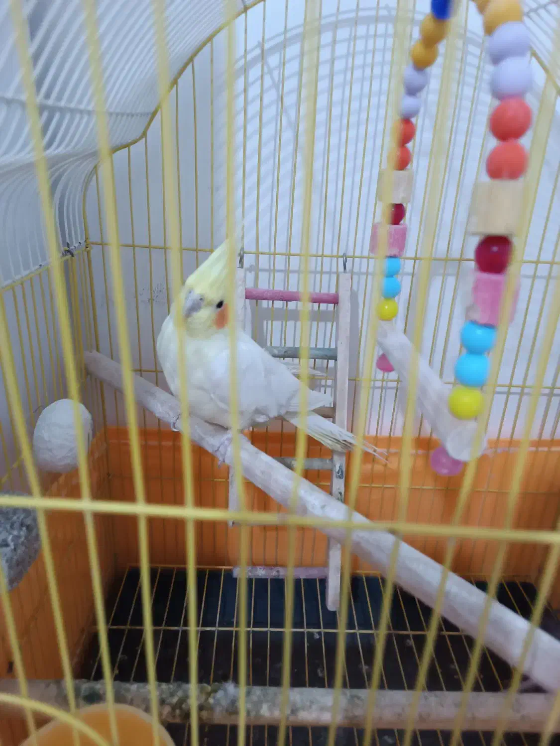 عروس هلندی|پرنده|سلماس, |دیوار