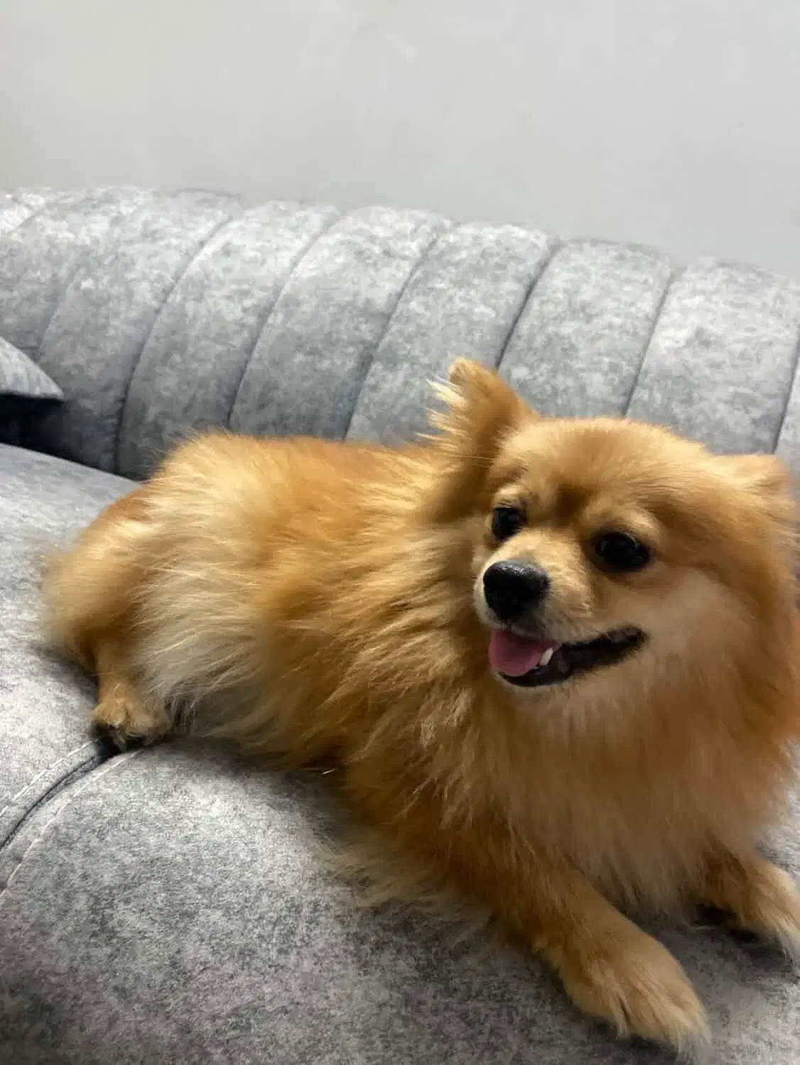 پامرین خرسی|سگ|مشهد, فلسطین|دیوار