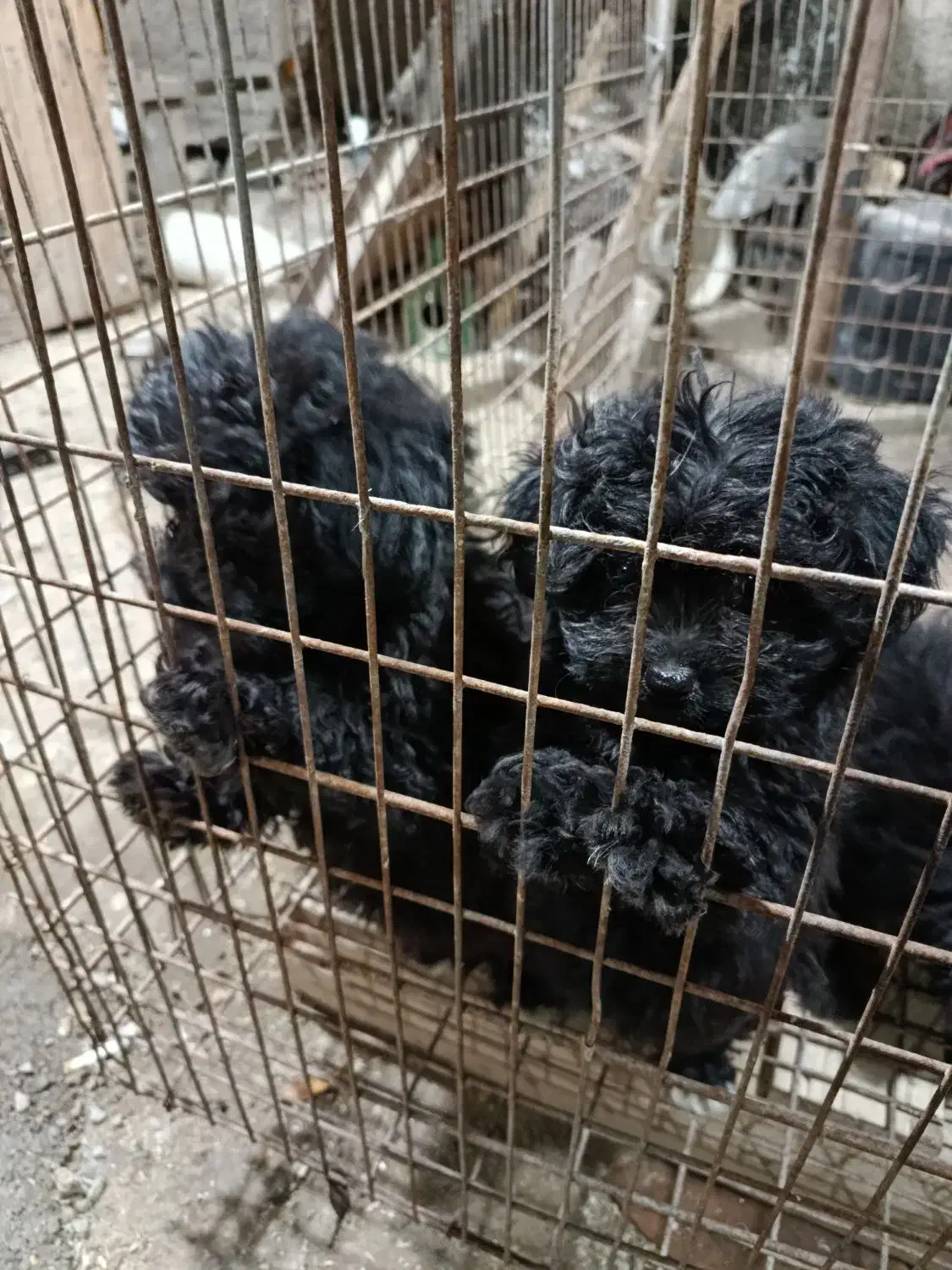 سگ‌پا‌کوتا|سگ|دامغان, |دیوار