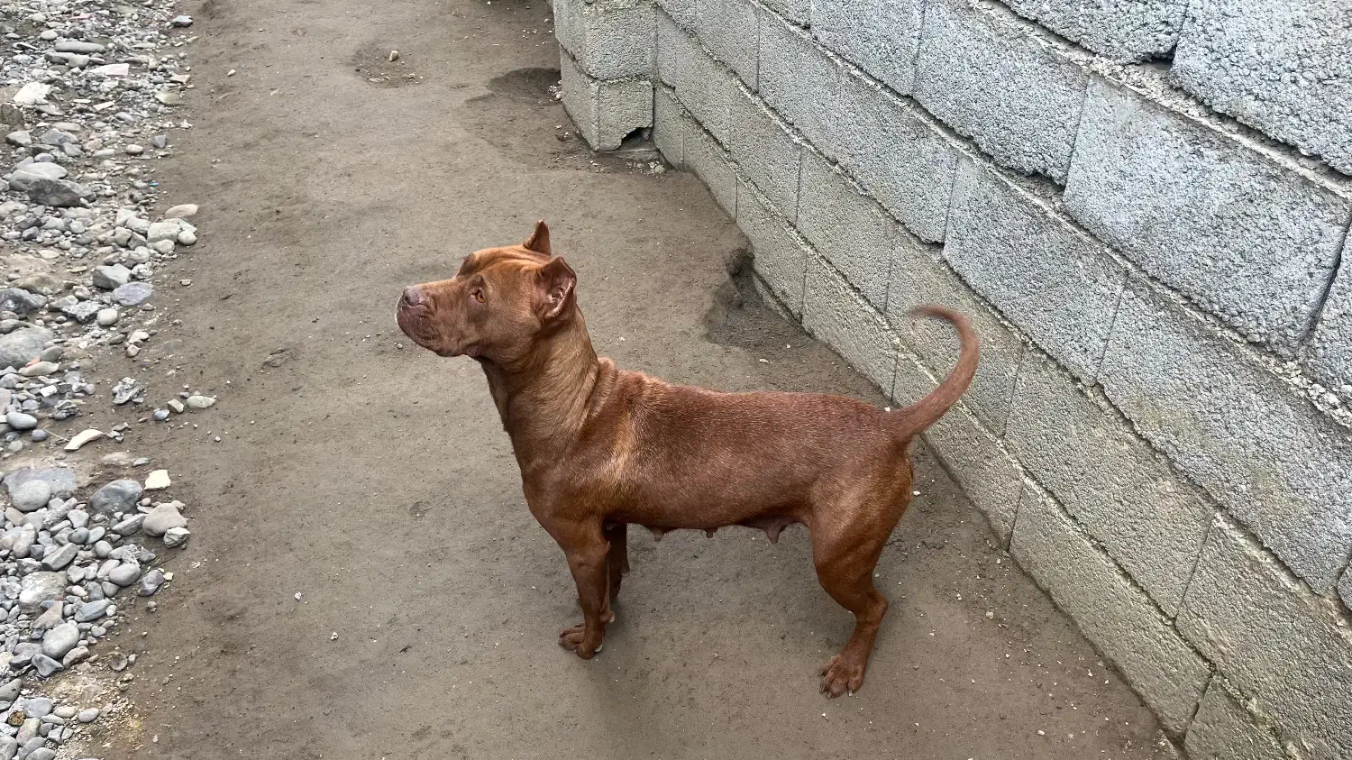 پیتبول|سگ|تهران, ترمینال غرب|دیوار