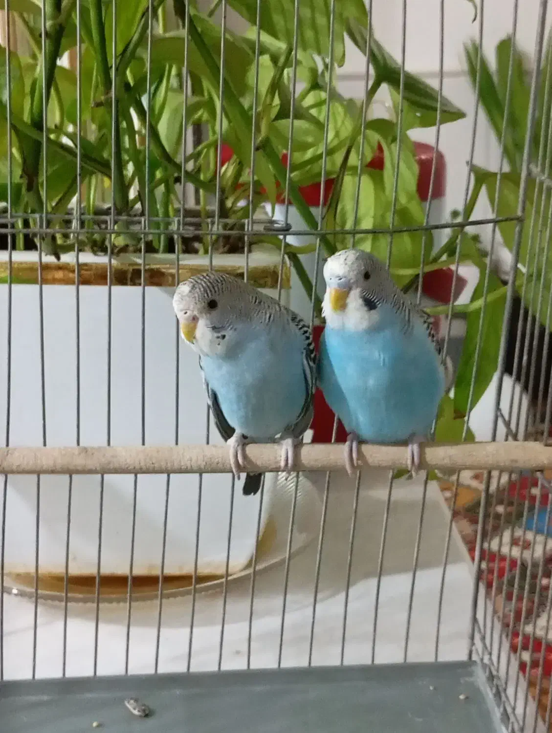 مرغ عشق نر و ماده|پرنده|قم, ولیعصر|دیوار