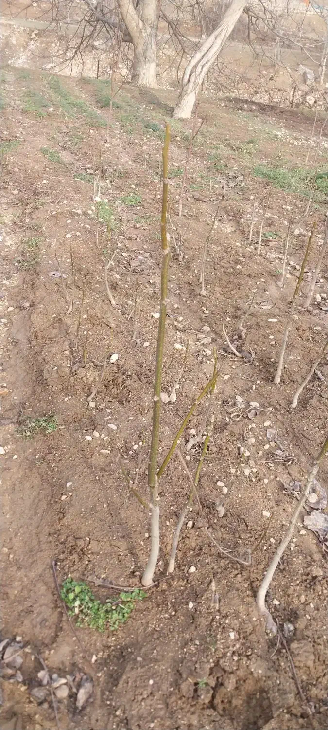 نهال گردو|گل و گیاه طبیعی|آشخانه, |دیوار