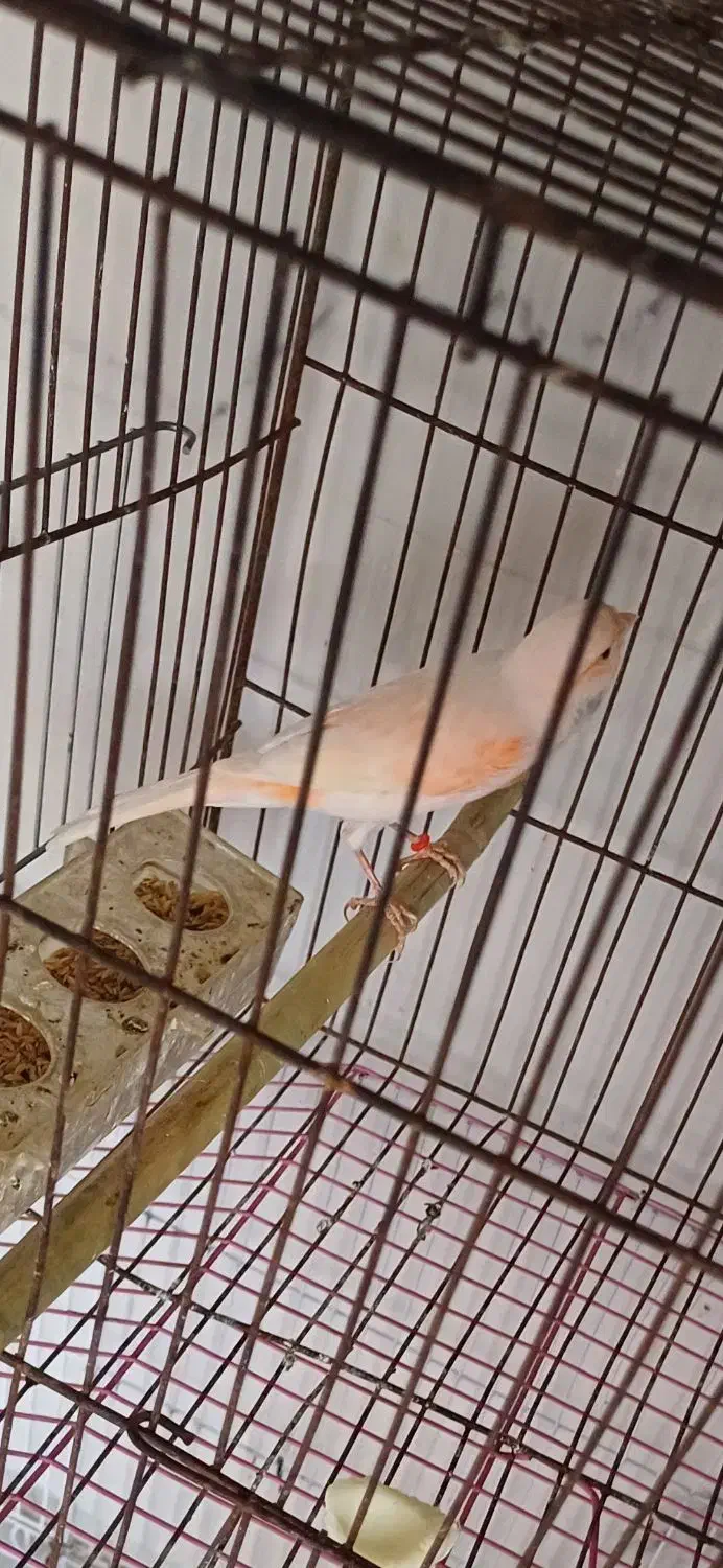 قناری ماده بالغ آماده جفت گیری|پرنده|یاسوج, |دیوار