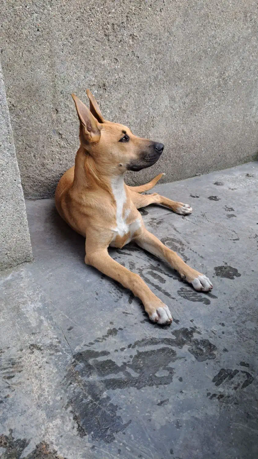 گمشده|حیوانات|آمل, |دیوار