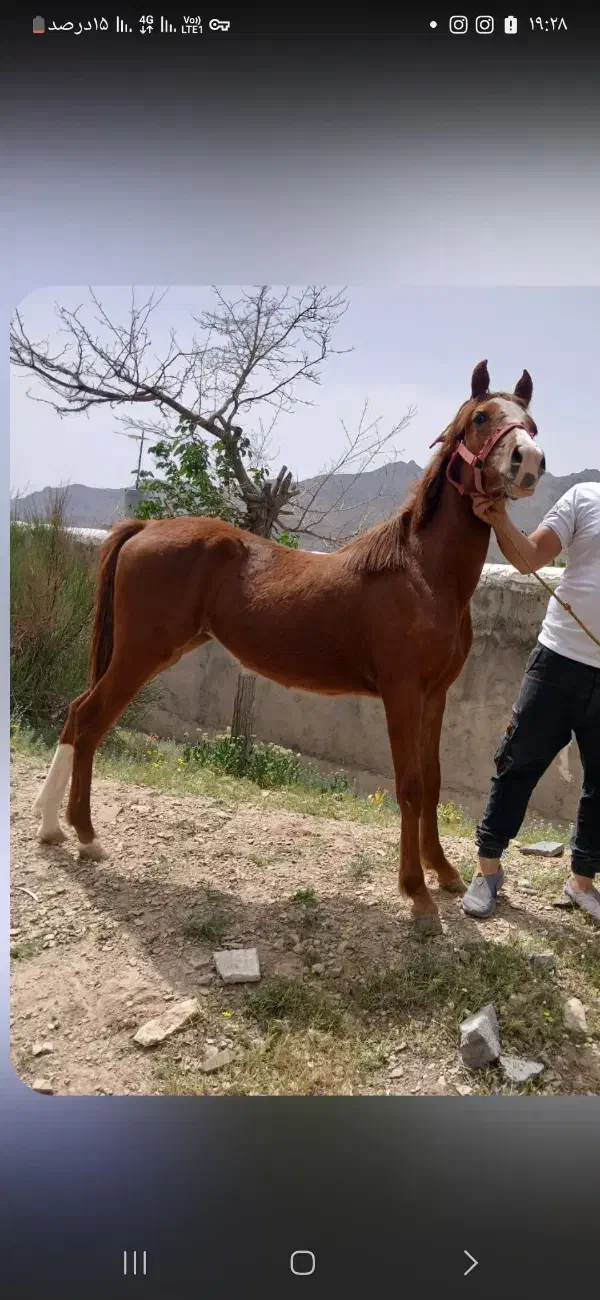 کره ازنسل خیبر رهنان|اسب و تجهیزات اسبسواری|ساوه, |دیوار