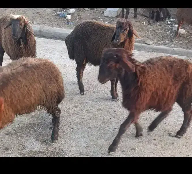 بره|حیوانات مزرعه|دزفول, |دیوار