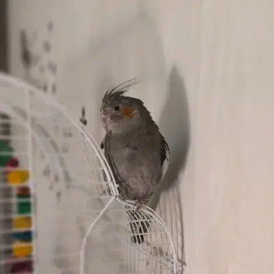 گمشده|پرنده|خشکبیجار, |دیوار