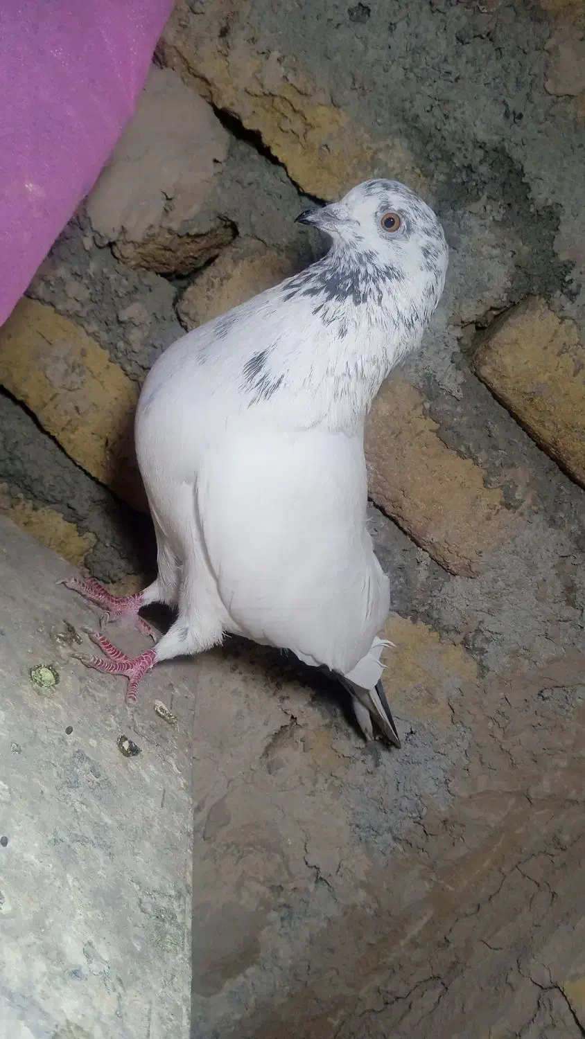 کفتر|پرنده|محمدشهر, همایون ویلا|دیوار