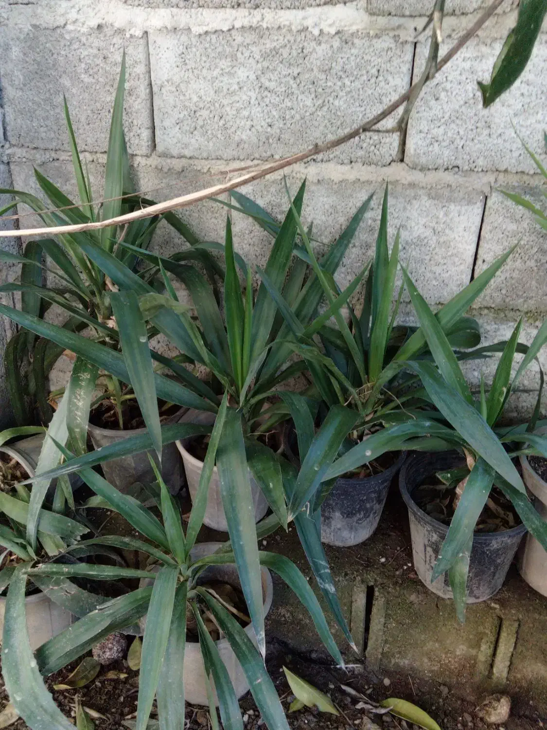 گل یوکا|گل و گیاه طبیعی|دالخانی, |دیوار