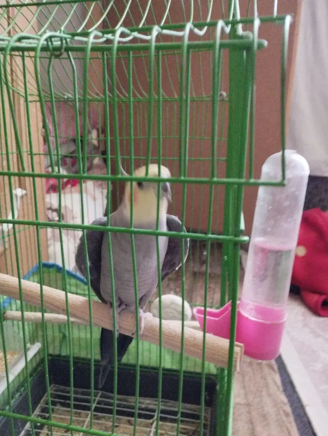 یک عدد عروس هلندی نرباهوش|پرنده|فردیس, نیروگاه برق|دیوار