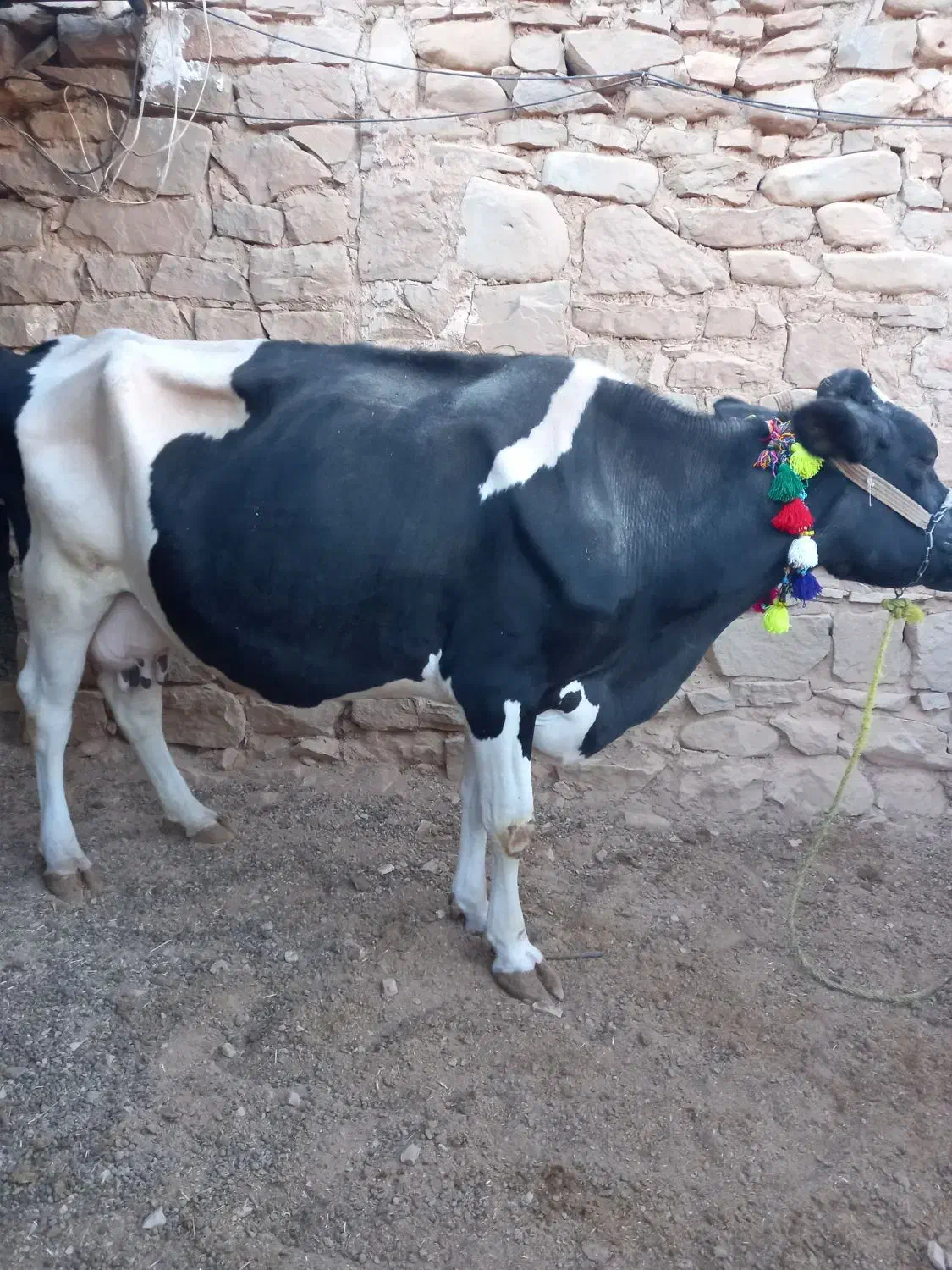 گاو هلشتاین.|حیوانات مزرعه|مسجد سلیمان, |دیوار