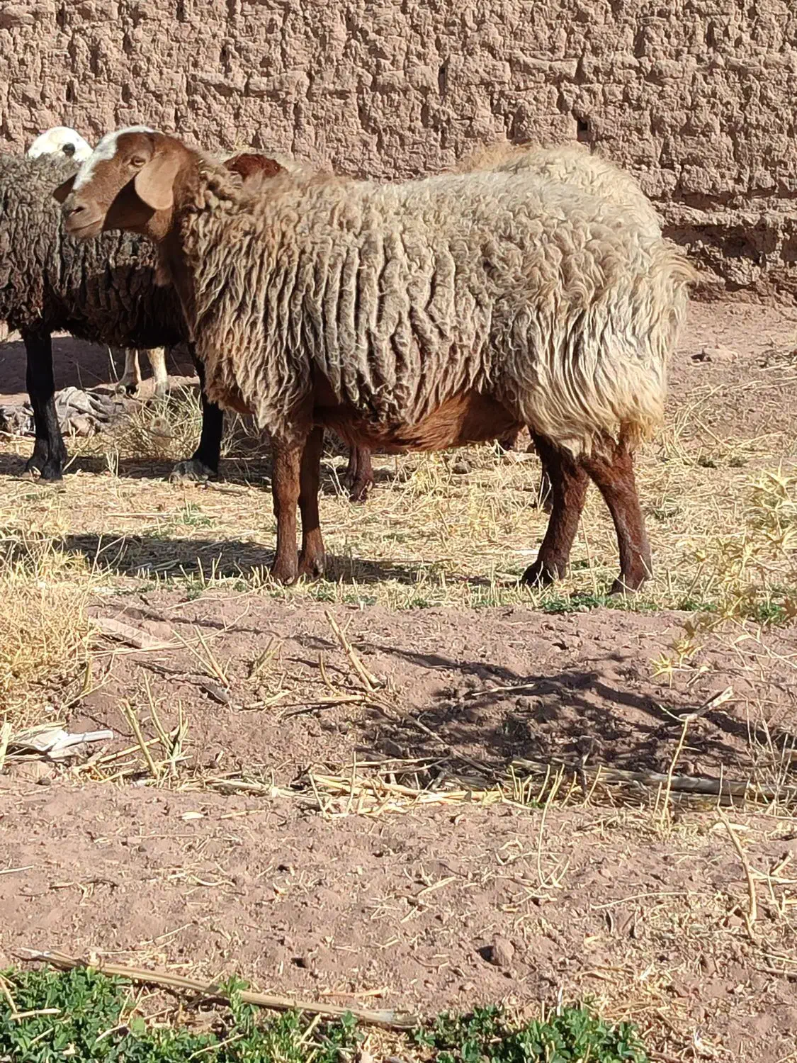میش افشار و مغانی هترو ابستن دوقولوزا ۴راس|حیوانات مزرعه|کرمان, |دیوار