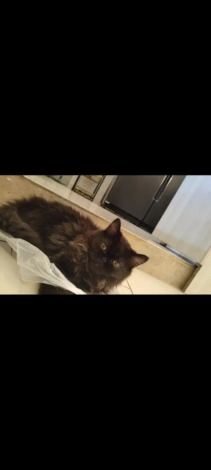 ف. ر.و ش|گربه|ملایر, |دیوار