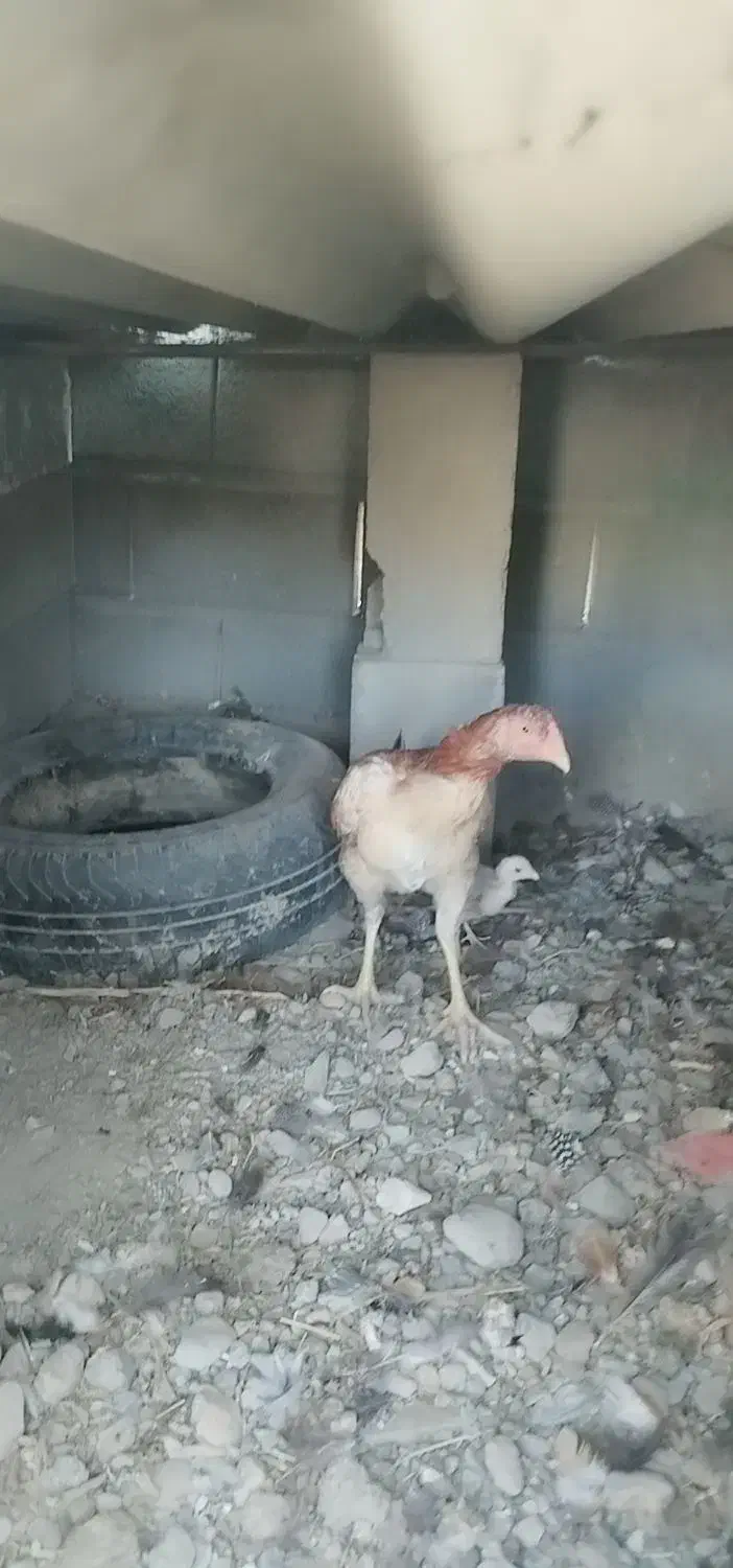 سلاممرغوخروسفروشی|حیوانات مزرعه|توکهور, |دیوار