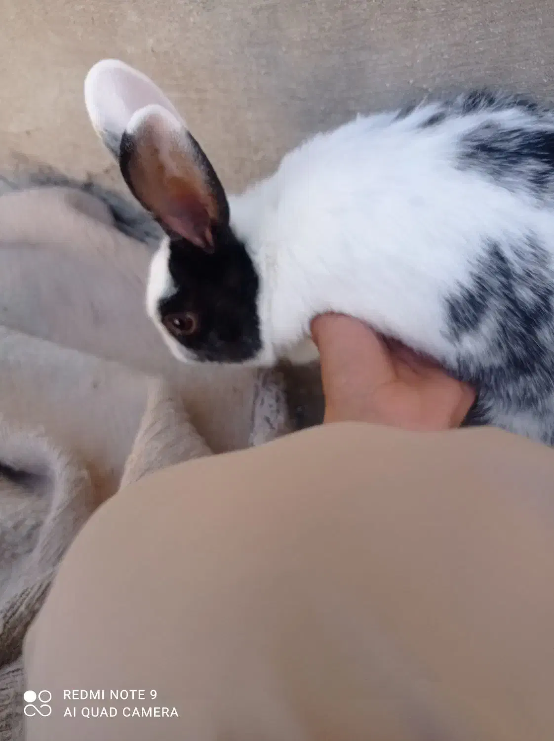 خرگوش چشم دورنگ آبی وقهوه ایی|موش و خرگوش|زاهدان, |دیوار