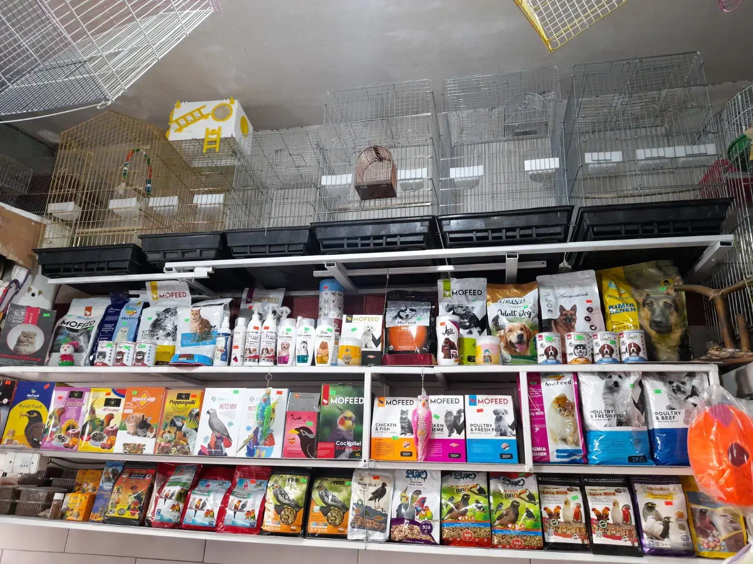 پرنده سرای طوطیاهشتگرد|پرنده|هشتگرد, مدرس|دیوار