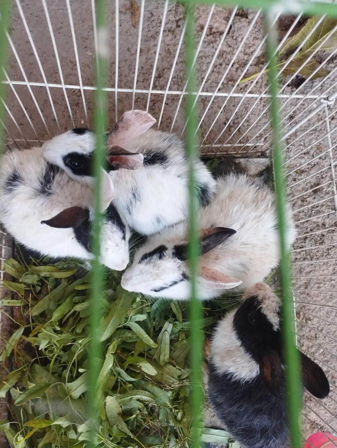 خرگوش|موش و خرگوش|اسفراین, |دیوار