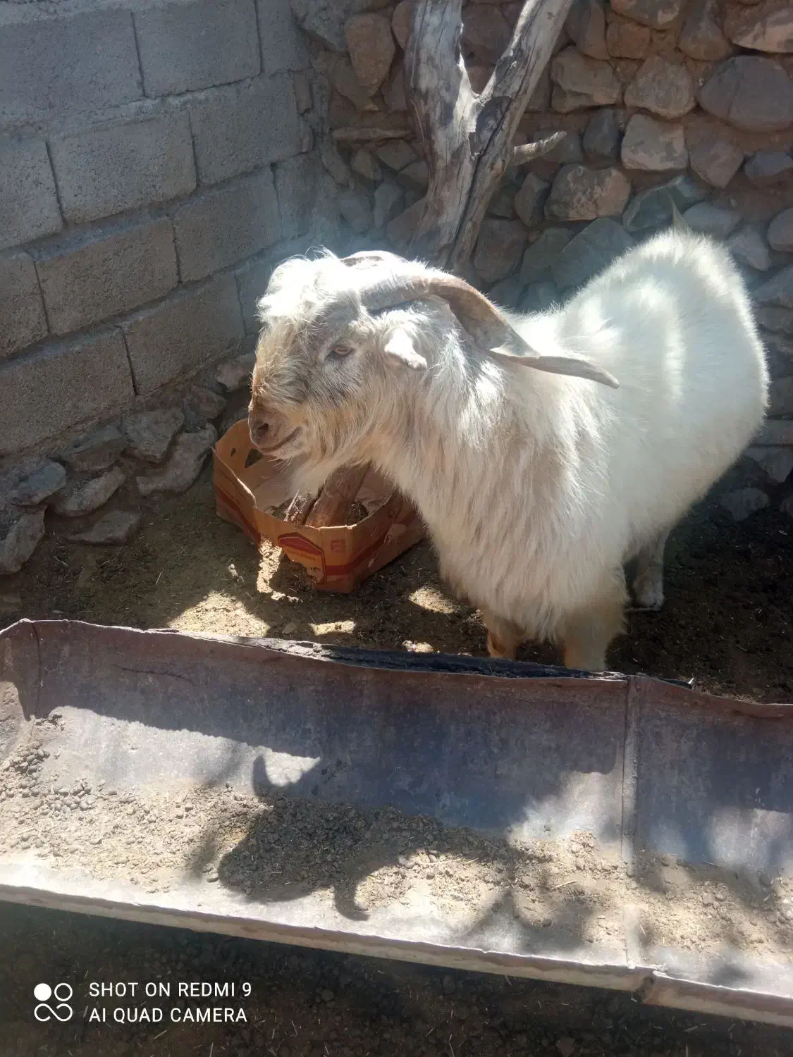 نری تخمی|حیوانات مزرعه|بافت, |دیوار