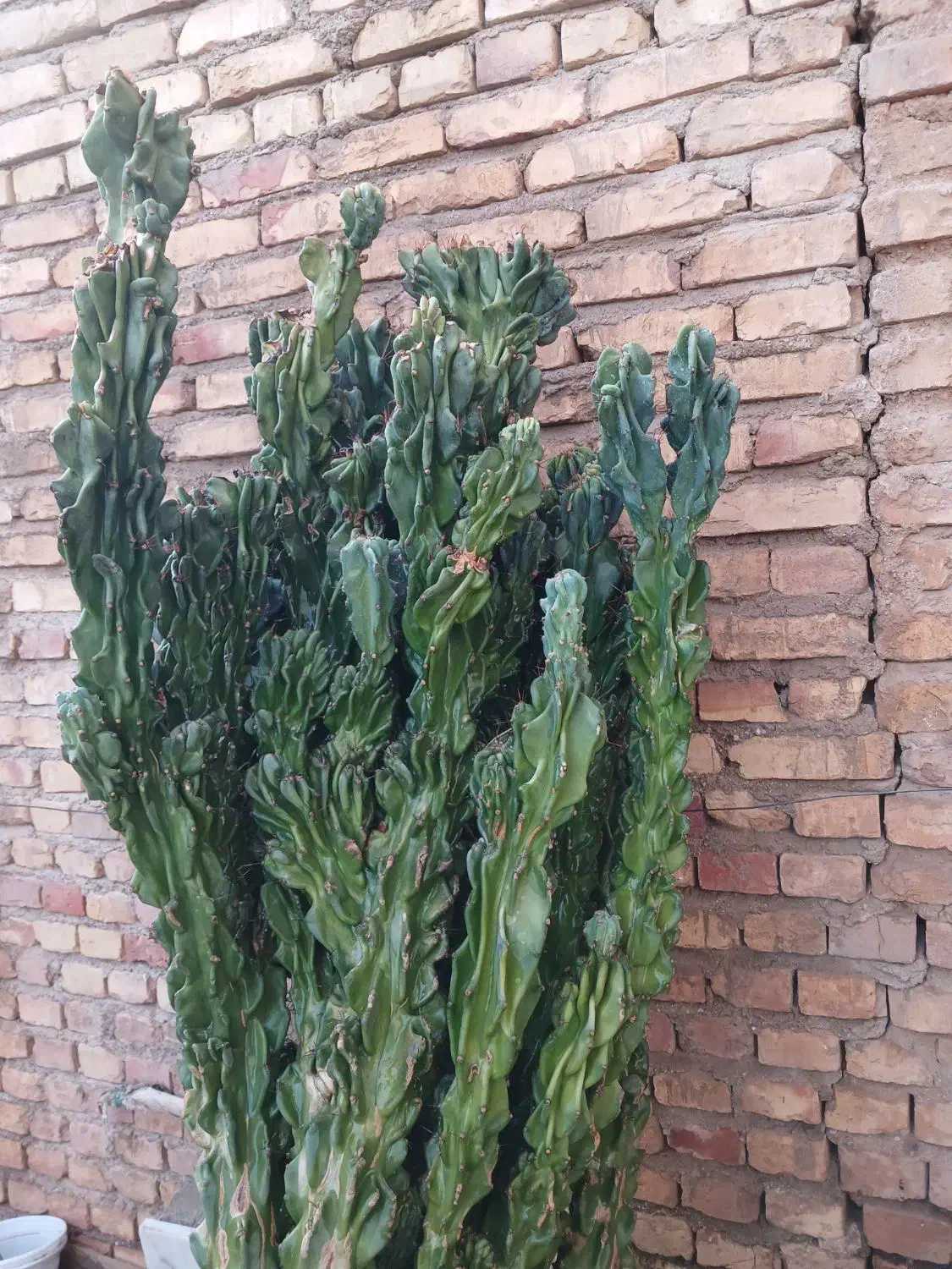 کاکتوس سخره ای|گل و گیاه طبیعی|یزد, |دیوار