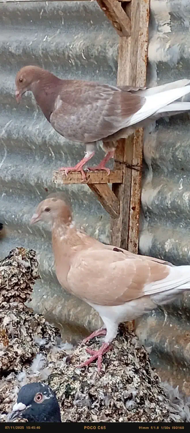 چند عدد کبوتر درجه یک|پرنده|شبانکاره, |دیوار