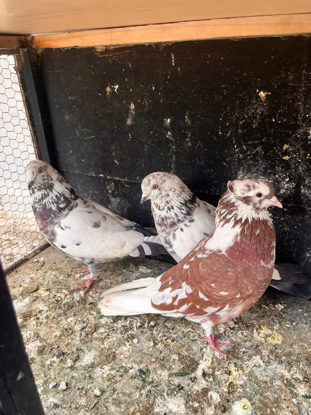 کفتر|پرنده|کرج, عظیمیه|دیوار