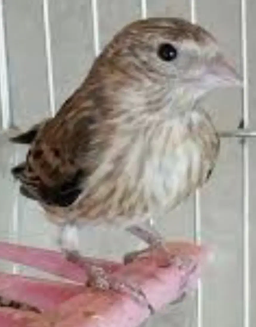 سهره قناری ماده|پرنده|تهران, توحید|دیوار