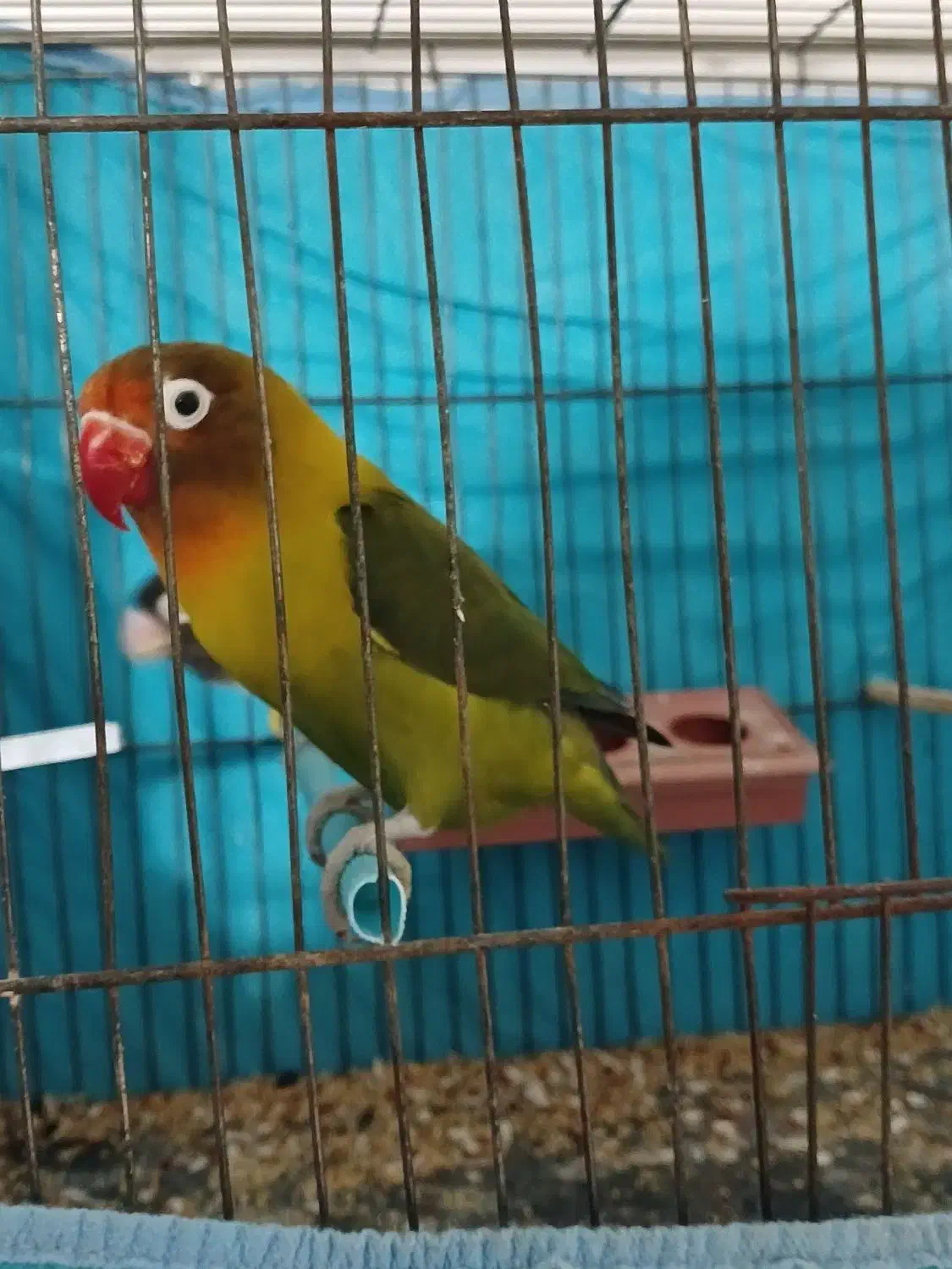 طوطی برزیلی نر اماده الیام|پرنده|اردبیل, |دیوار