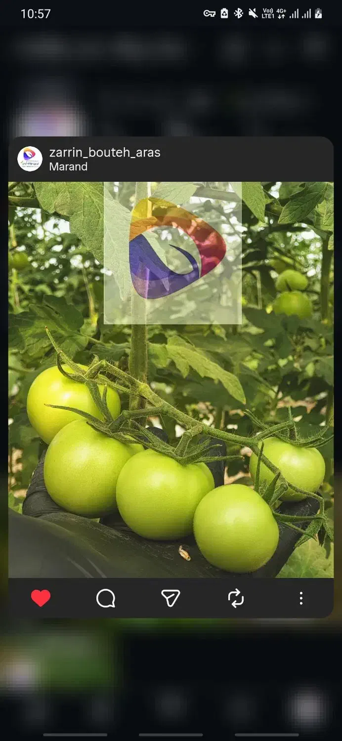 گلخانه ۱۸۶۴۶متر واقع در مرند قابل معاوضه|فروش دفتر صنعتی، کشاورزی، تجاری|مرند, |دیوار