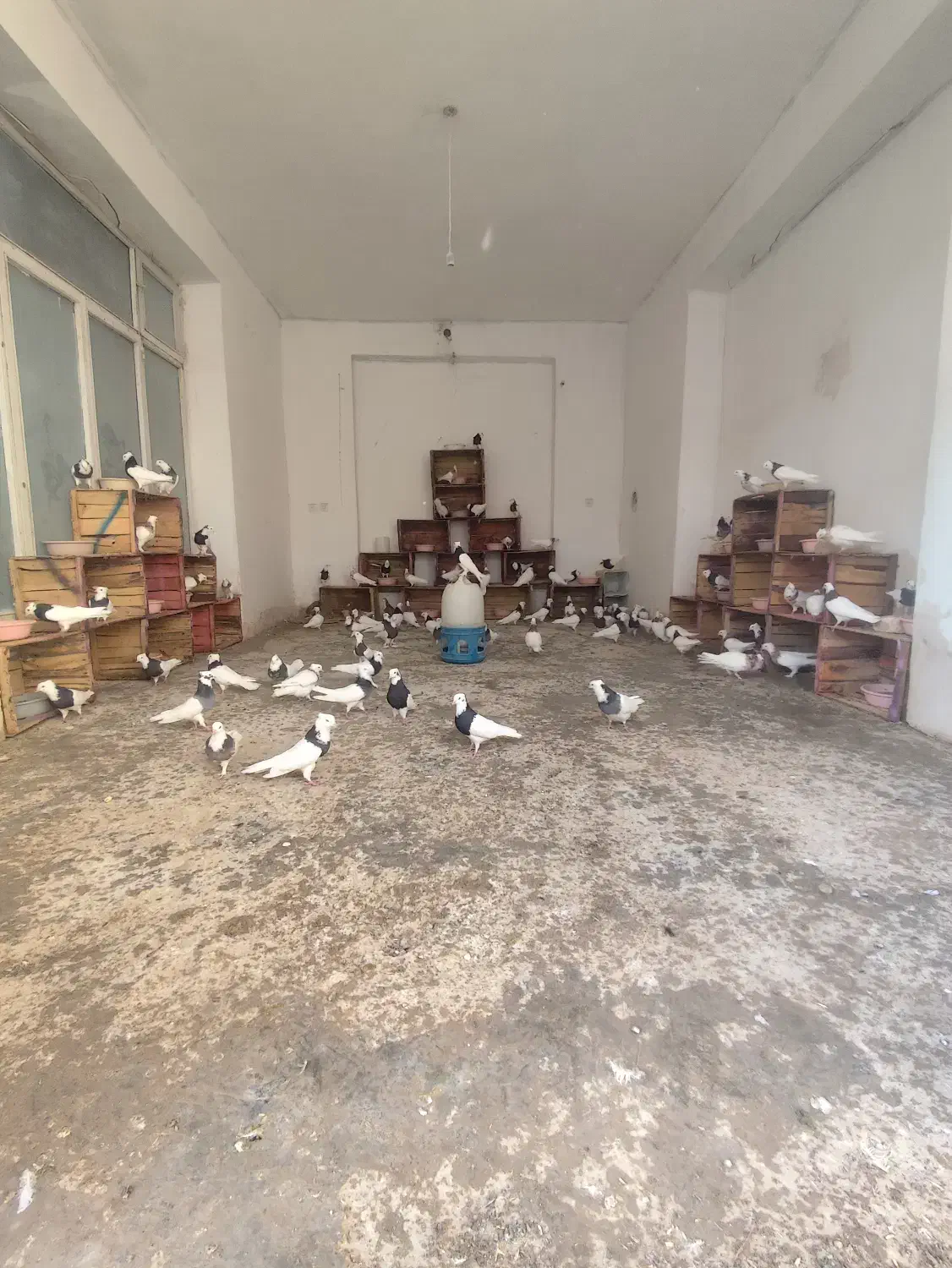 کبوتر طوقی|پرنده|اژیه, |دیوار