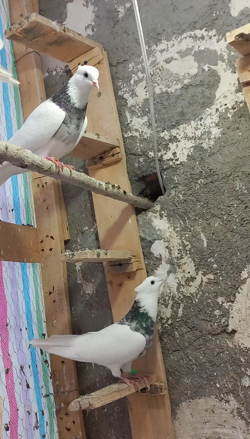 طوقی|پرنده|کنگاور, |دیوار