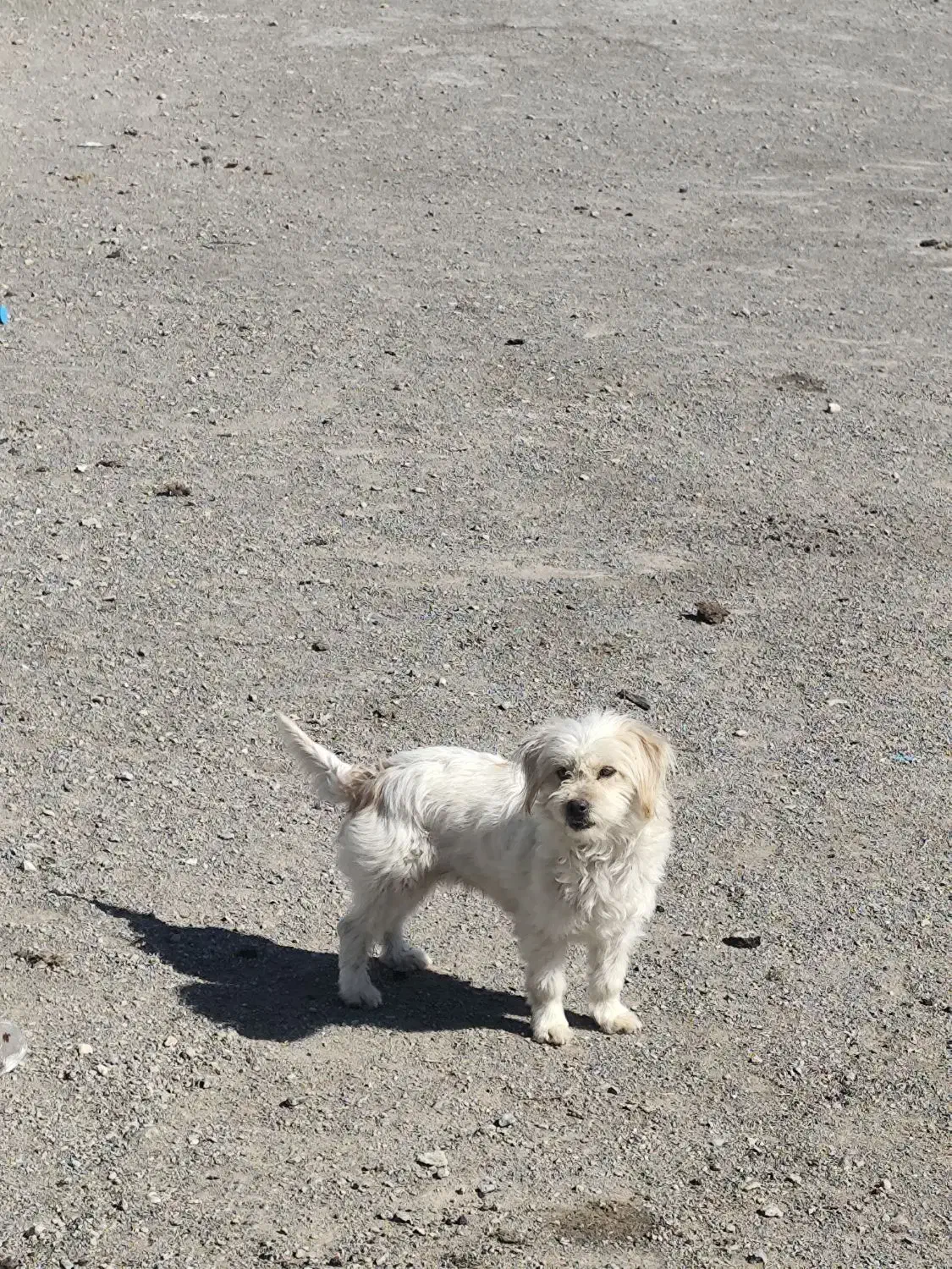 سگ پاپی|سگ|فولادشهر, A6|دیوار