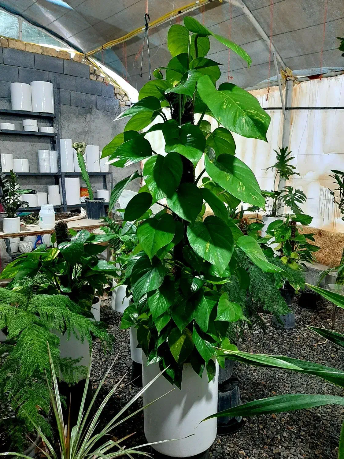 بامبو|گل و گیاه طبیعی|گلپایگان, |دیوار