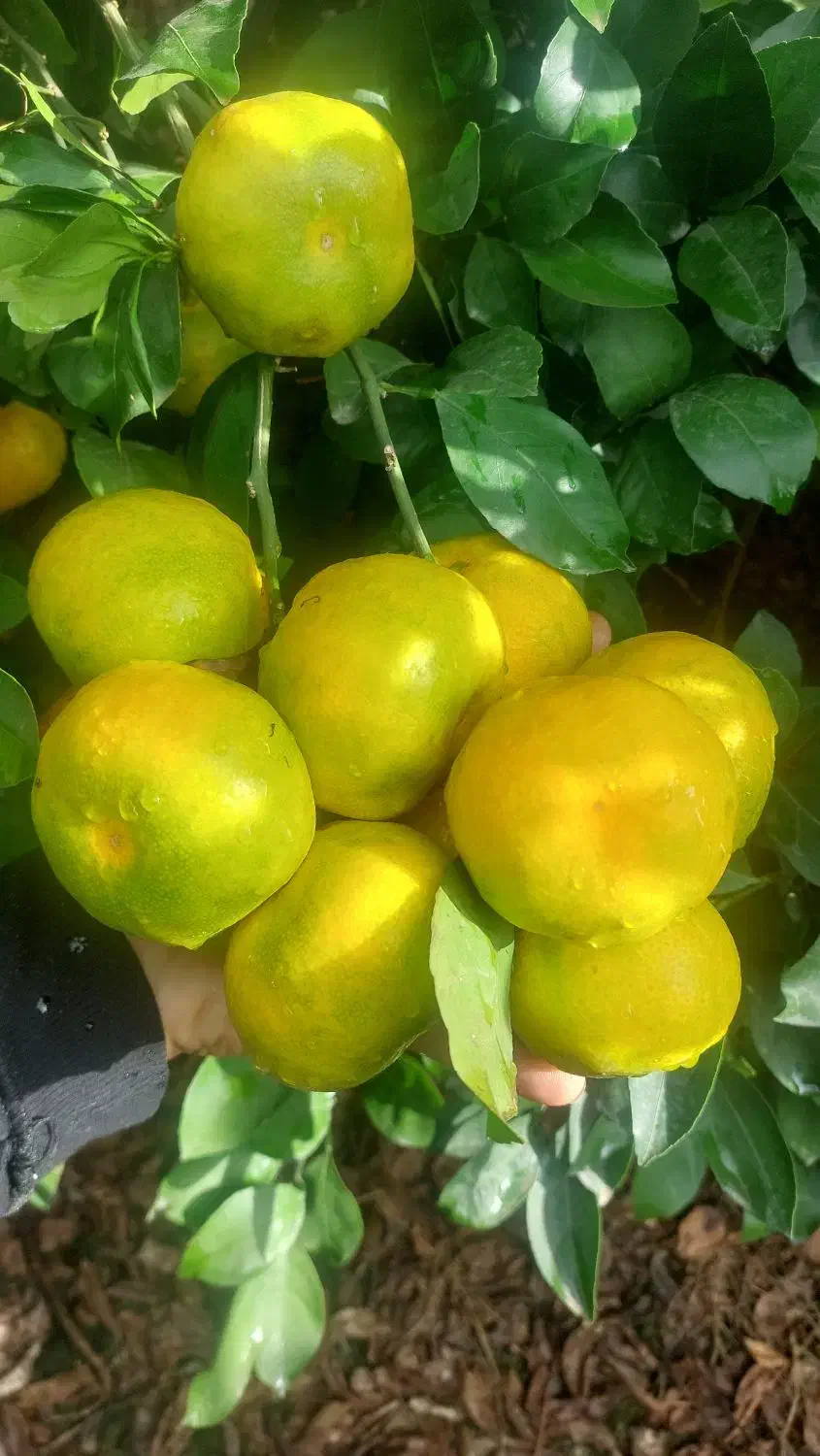 فروش ۷تن نارنگی ژاپنی|عمدهفروشی|جویبار, |دیوار