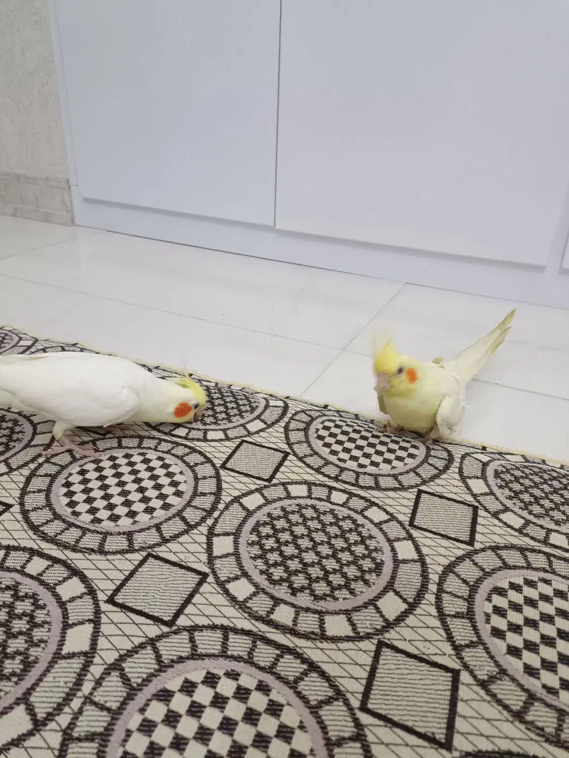 عروس لوتینو|پرنده|رشت, لاکان|دیوار